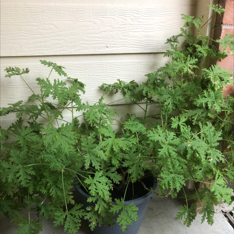 Citronella (AntiMosquito Plant) is Toxic to Cats 🦟