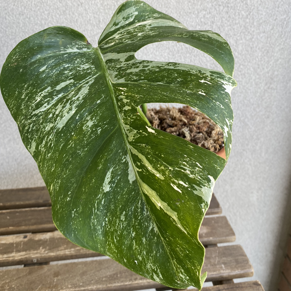 Single leaf of a Variegated Monstera plant with visible soil in the background.