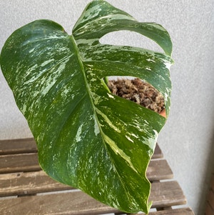 Variegated Monstera plant photo by @margot named Serenity on Greg, the plant care app.