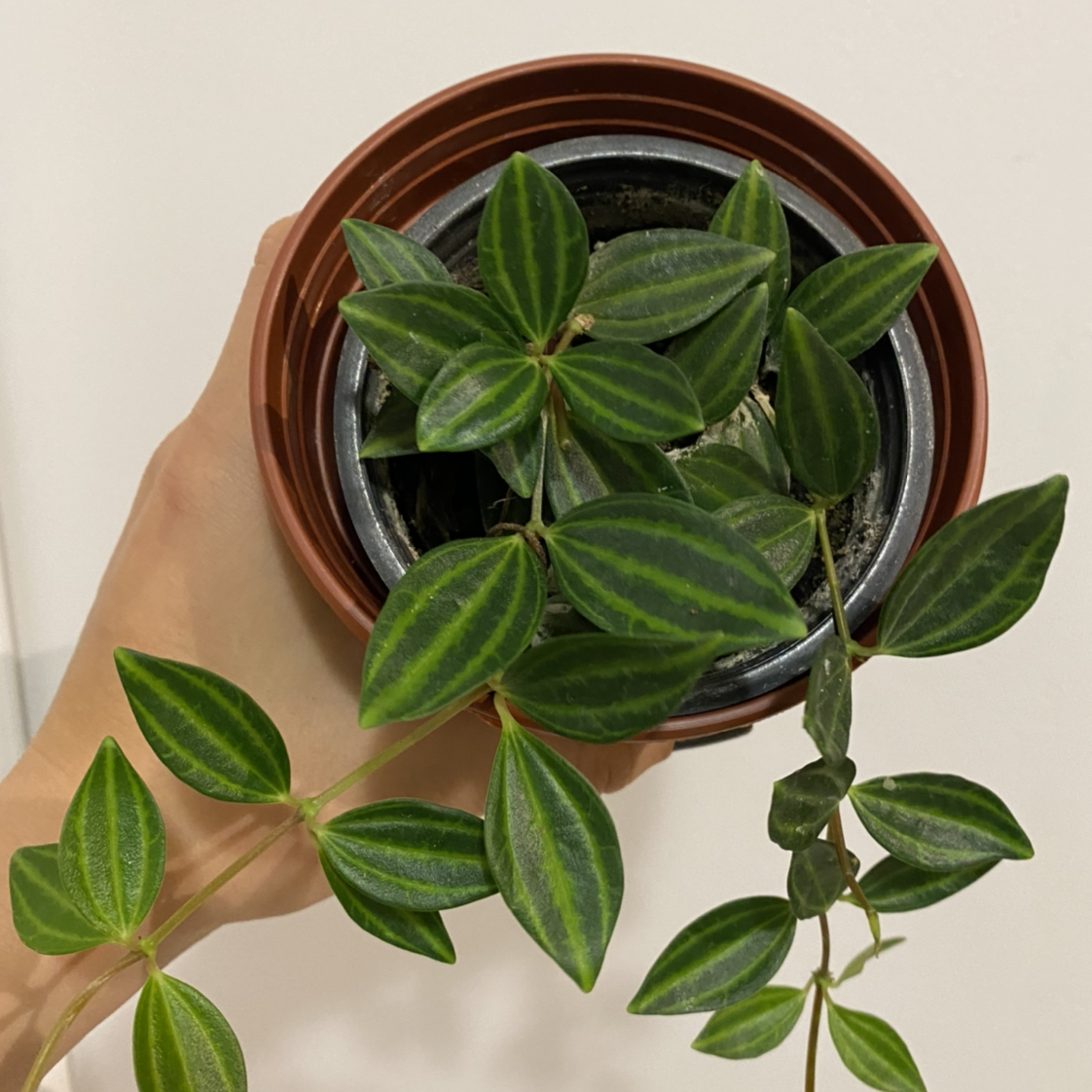 Photo of the plant species Rana Verde Peperomia by @margot named Pixie on Greg, the plant care app