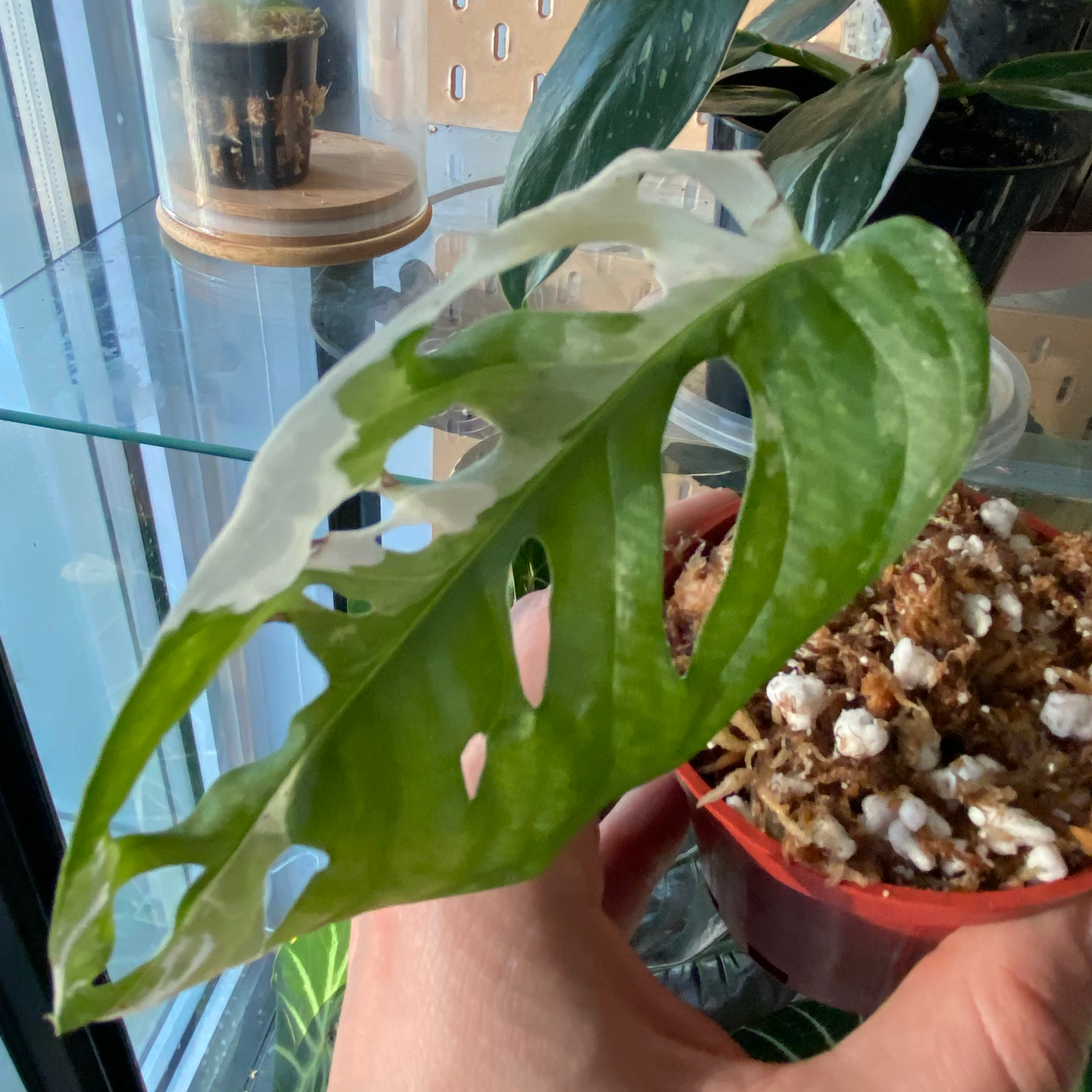 Photo of the plant species variegated monkey mask by @margot named Soul catcher on Greg, the plant care app