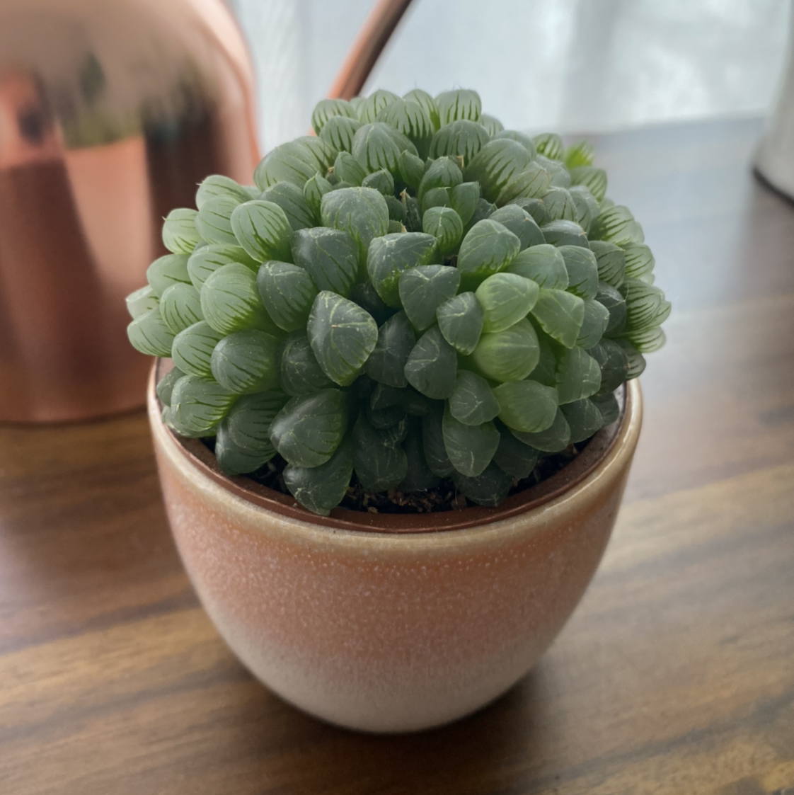 Photo of the plant species Haworthia cooperi by @margot named Crystal on Greg, the plant care app
