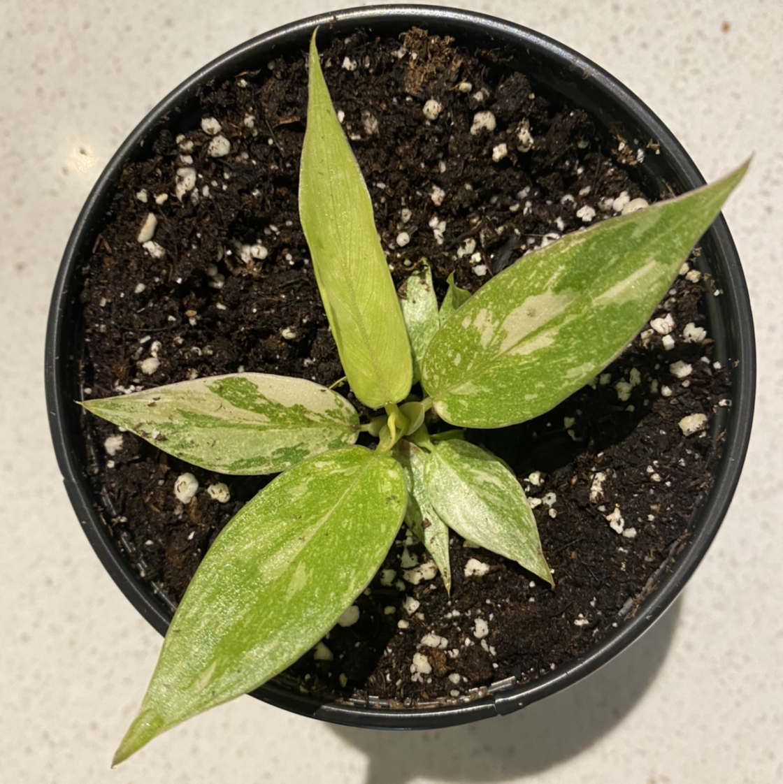 Philodendron 'Ring of Fire' plant in a pot with visible soil and variegated leaves showing some yellowing and browning.