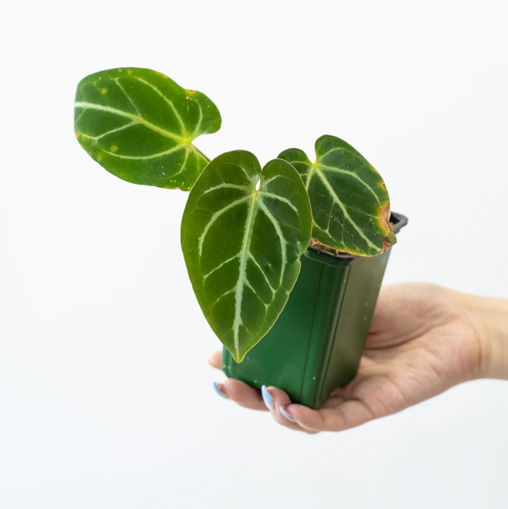 Why Are My Crystal Anthurium Leaves Droopy? 😔