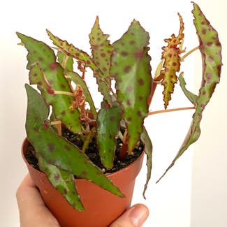 Begonia amphioxus plant in Toronto, Ontario