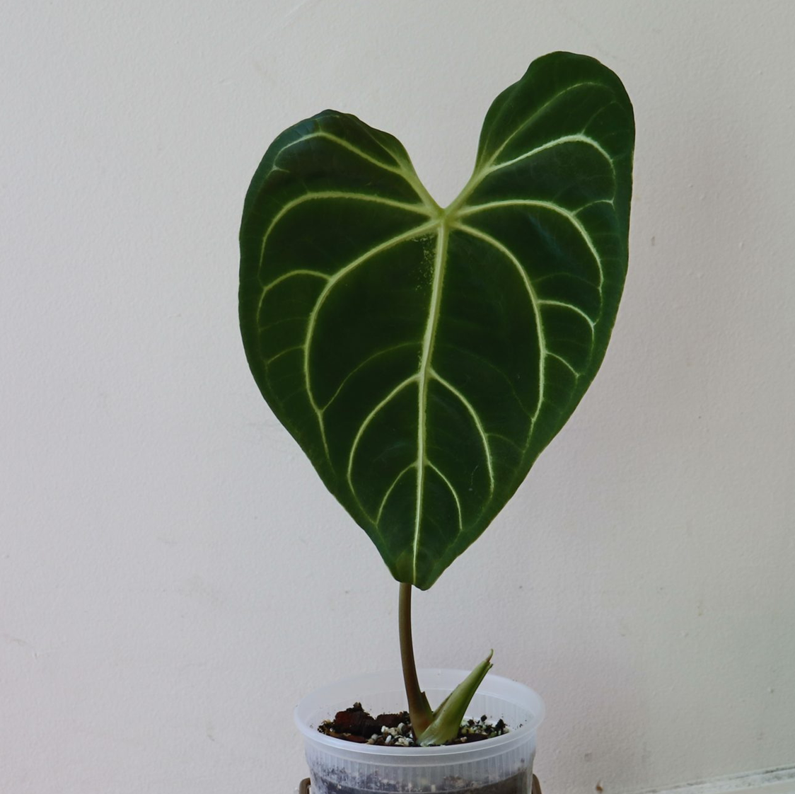 Anthurium regale plant with a prominent, healthy leaf in a transparent pot.