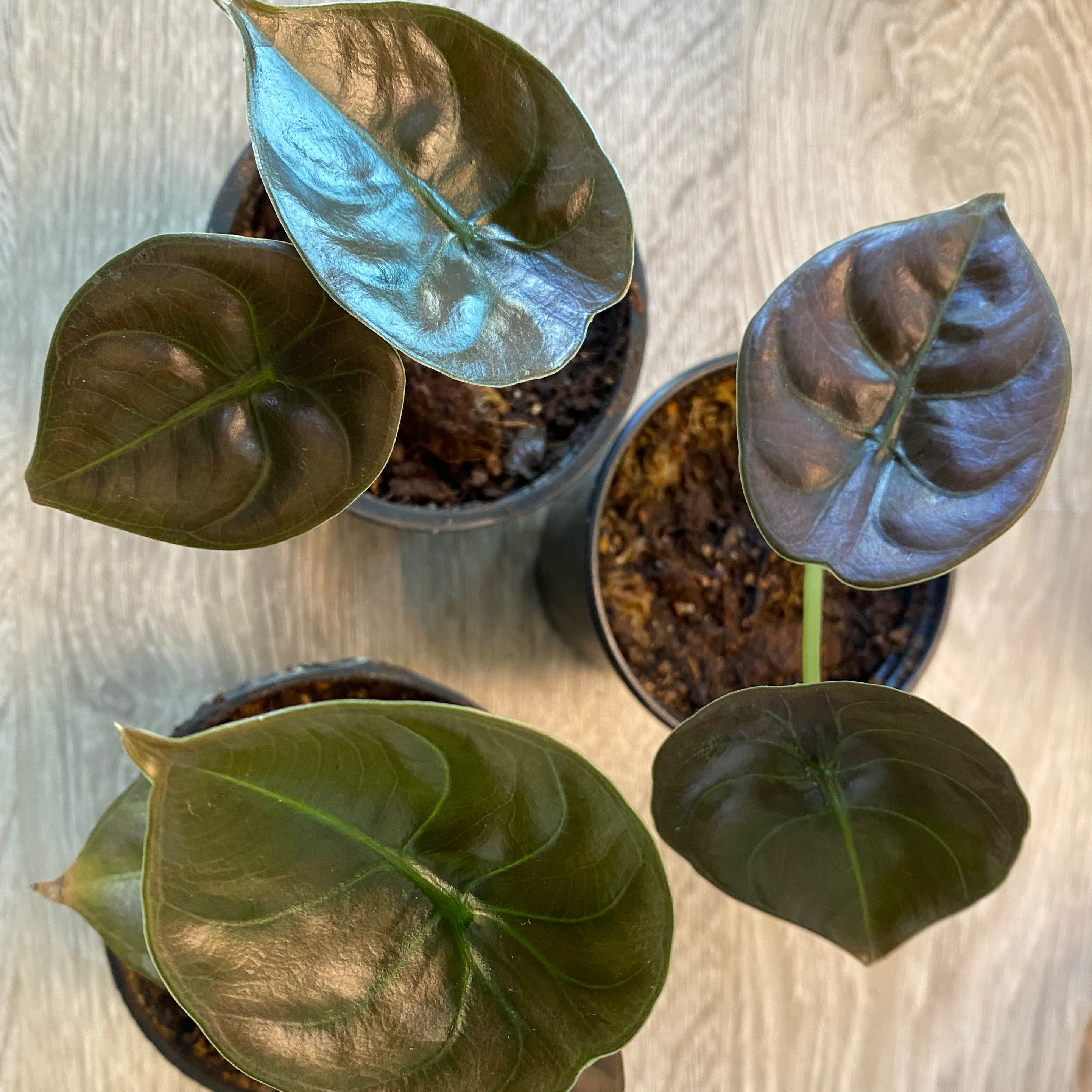 Four Alocasia ‘Red Secret’ plants in pots with glossy, dark green to reddish leaves.