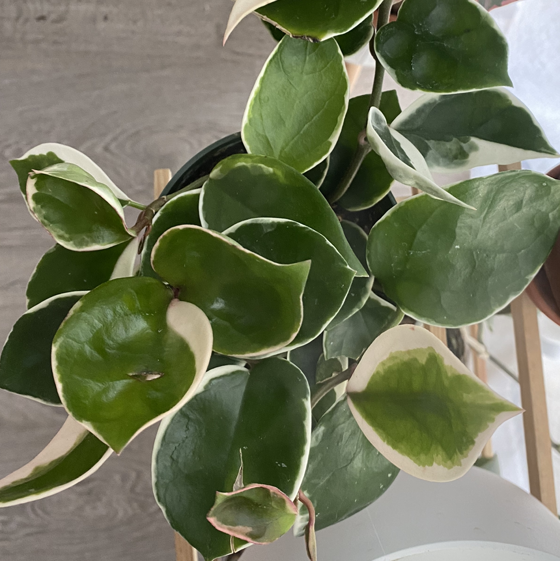 Variegated Hoya carnosa 'Compacta' with healthy, glossy leaves and prominent variegation.