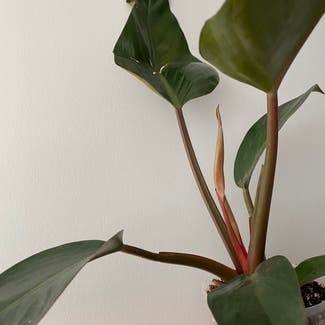 Philodendron 'Red Congo' plant in Toronto, Ontario