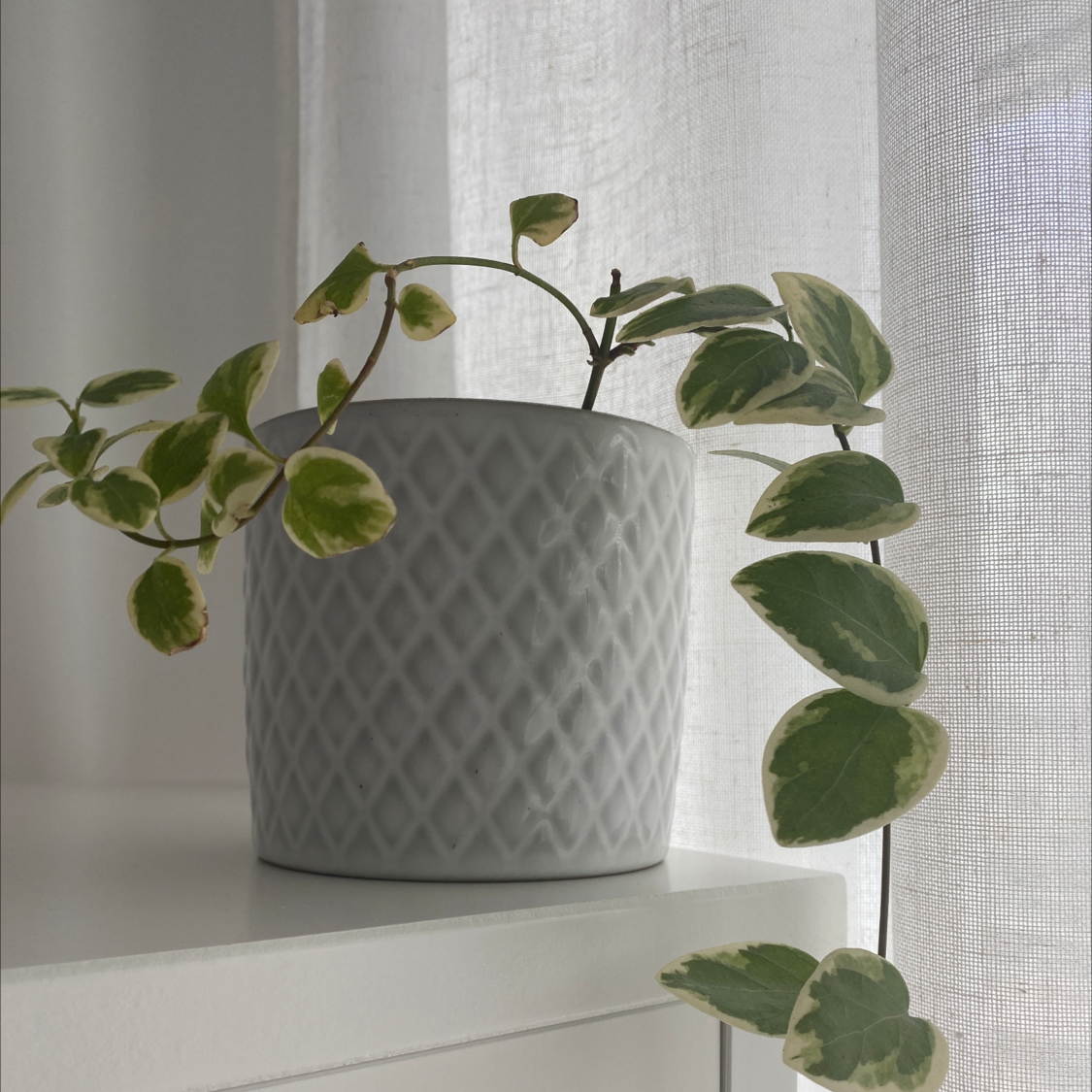 Photo of the plant species Vining Peperomia by @margot named Rainy string on Greg, the plant care app