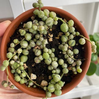 Variegated String of Pearls plant in Toronto, Ontario