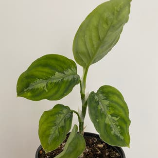 Aglaonema 'Tricolor' plant in Toronto, Ontario
