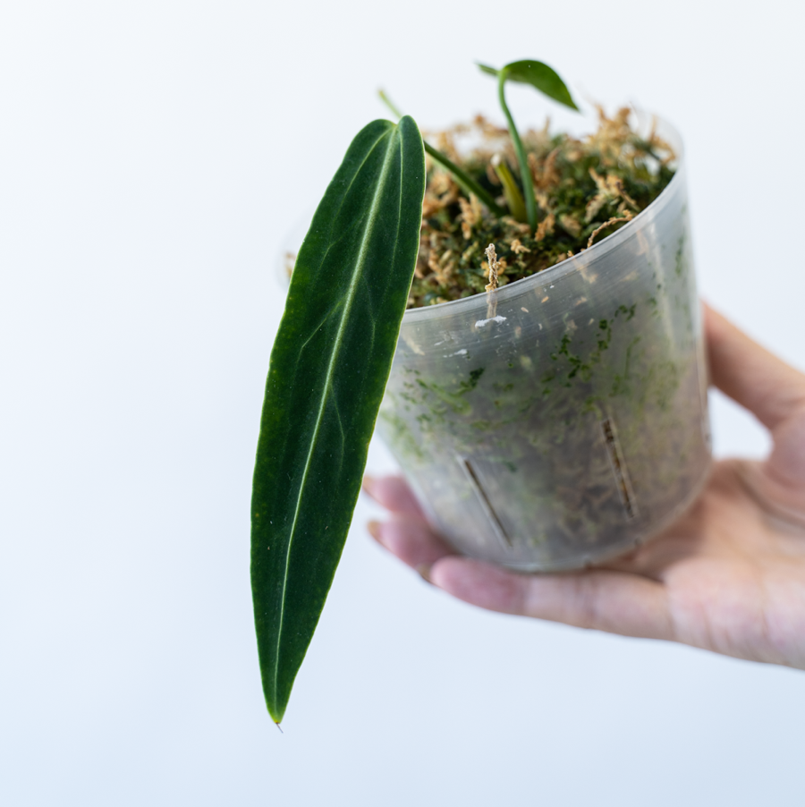 Photo of the plant species Anthurium warocqueanum by @margot named Hornet on Greg, the plant care app