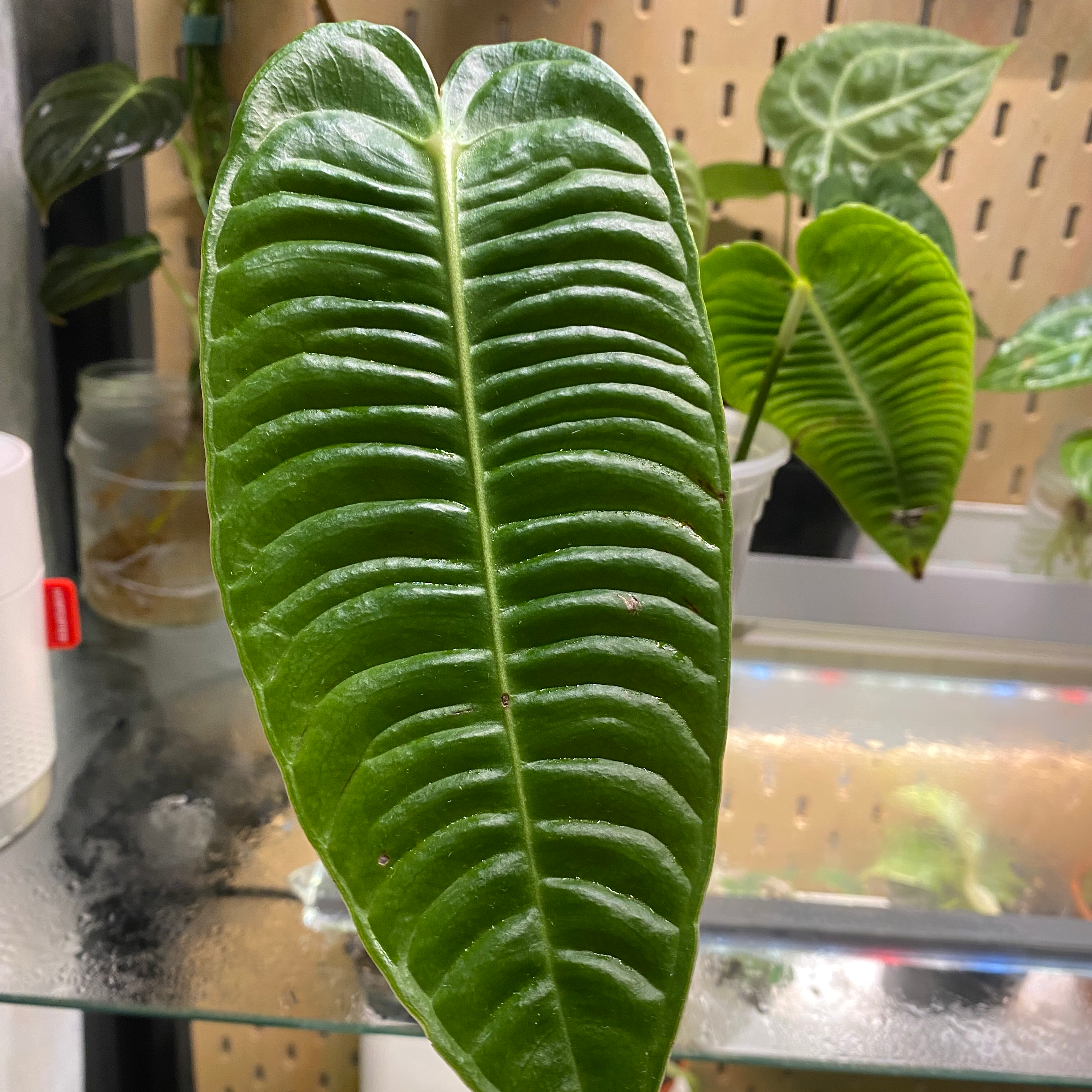 🌞 How Much Sunlight Does My Anthurium veitchii Need?