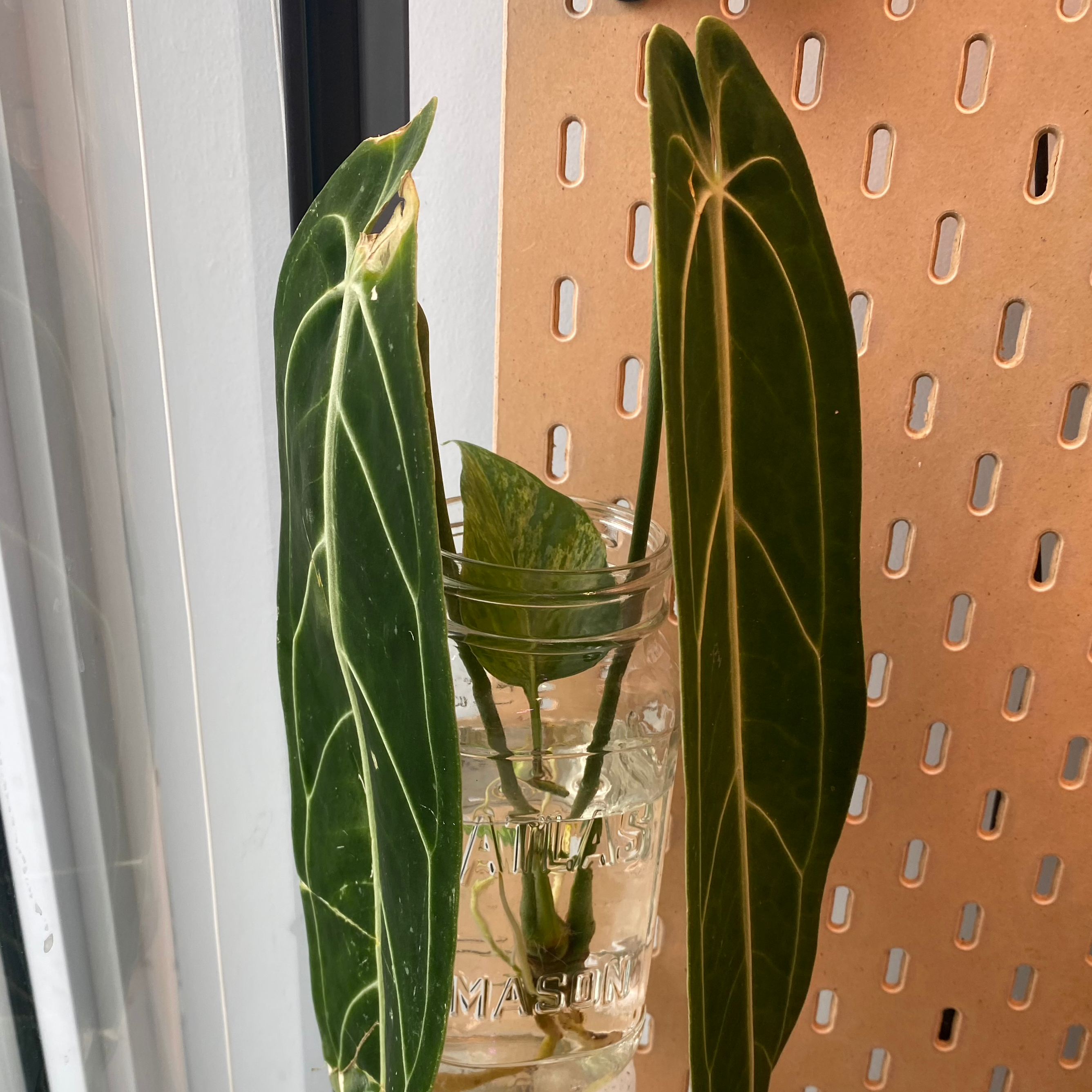 Anthurium warocqueanum plant with dark green leaves and white veins in a glass jar with water.