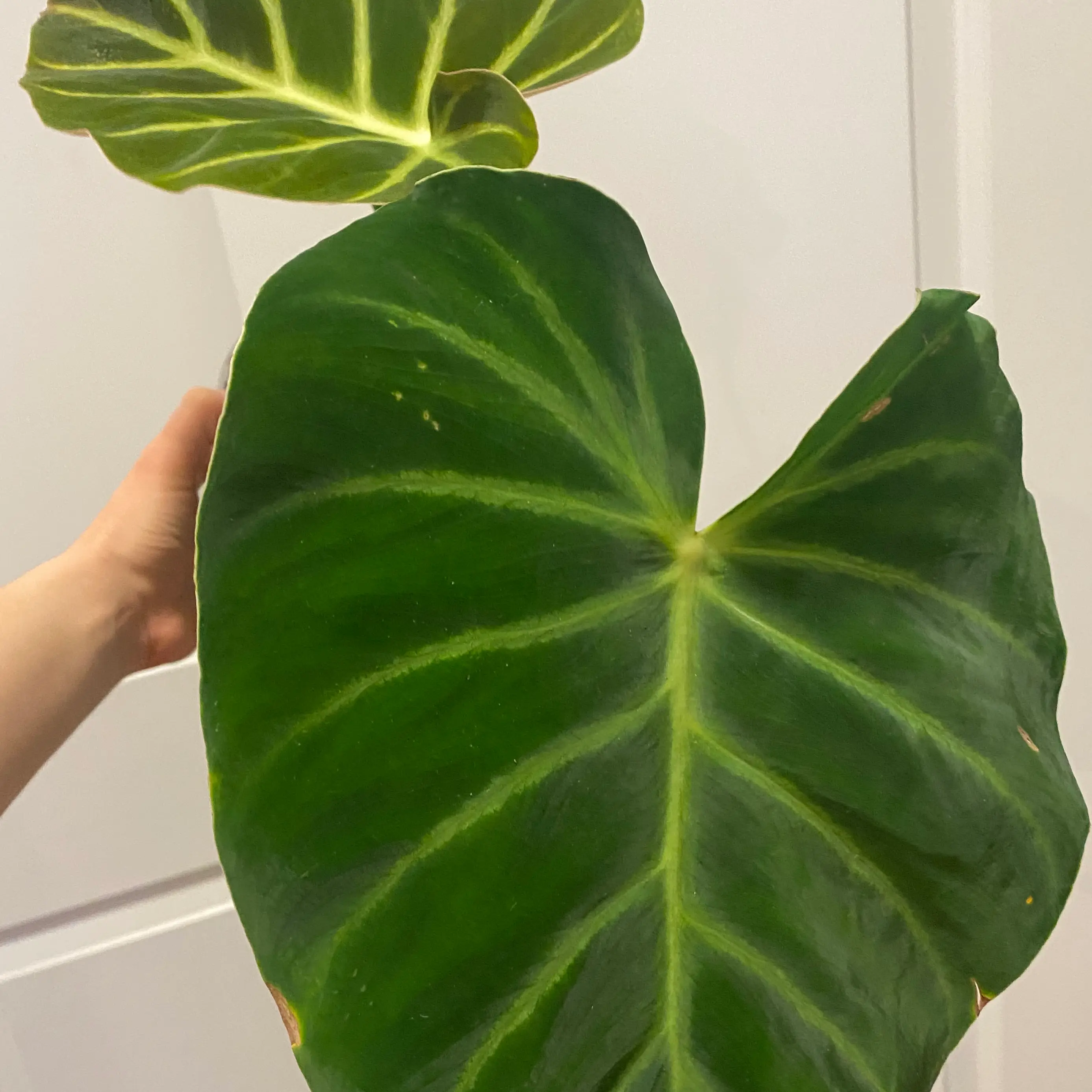 Photo of the plant species Philodendron luxurians by @margot named Ashari on Greg, the plant care app