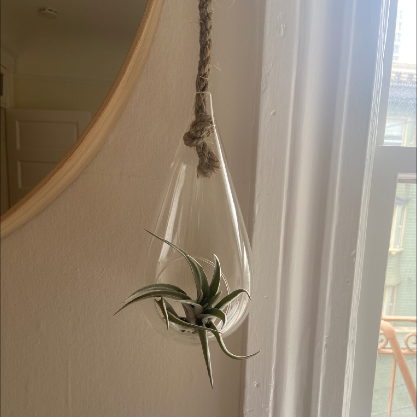 Why Are There Brown Spots on My Tillandsia stellifera?