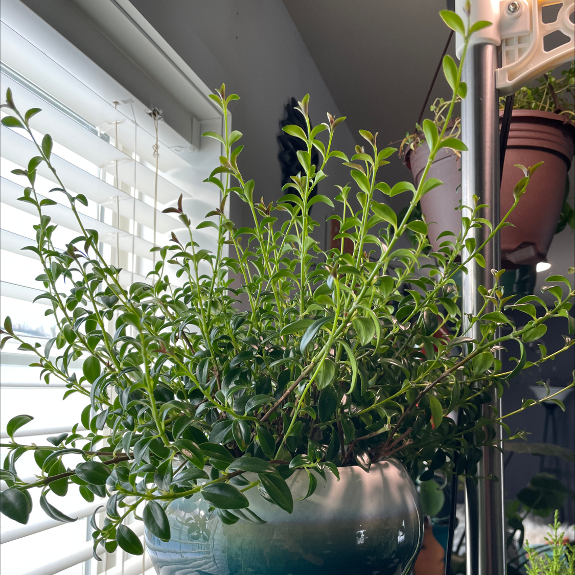 Healthy Goldfish Plant with numerous small green leaves in a pot.