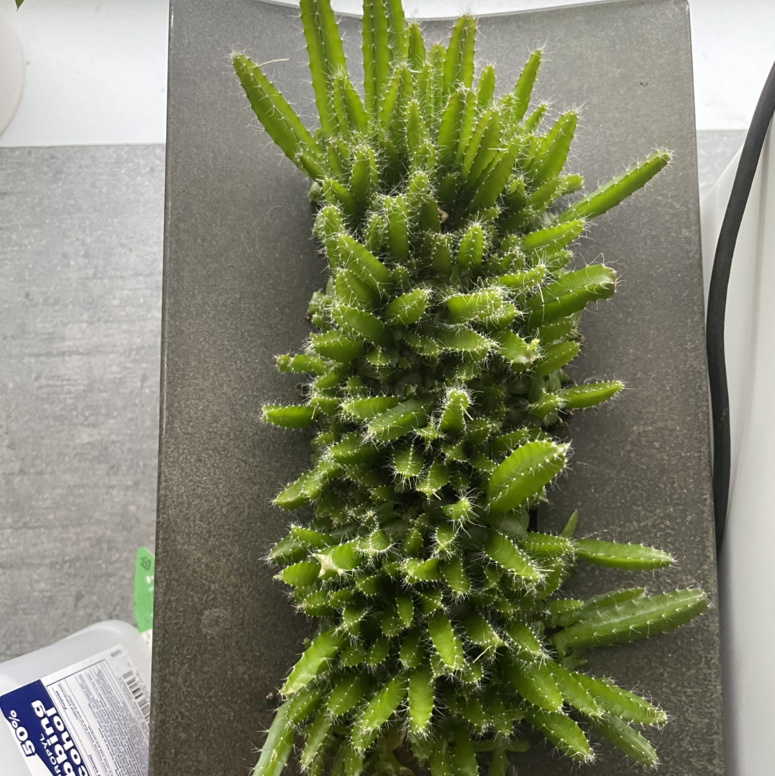 Healthy dragonfruit plant with vibrant green stems.