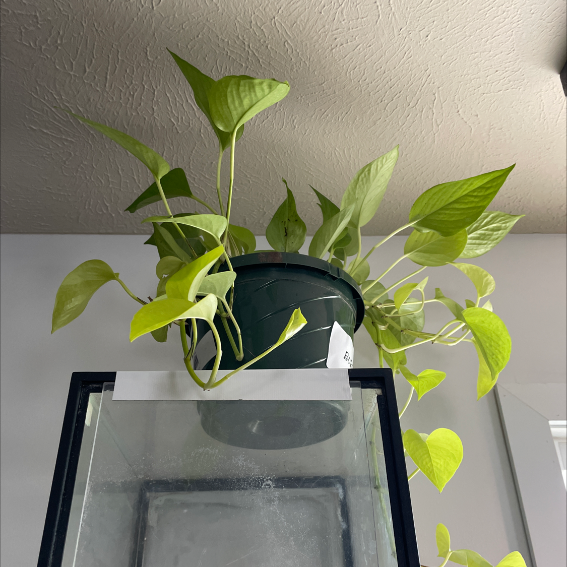 Philodendron Lemon Lime plant in a pot on top of a glass tank, with vibrant green leaves.