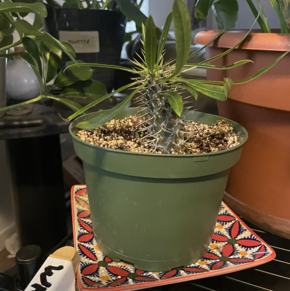 Madagascar Palm in a green pot with visible soil, well-framed and in focus.