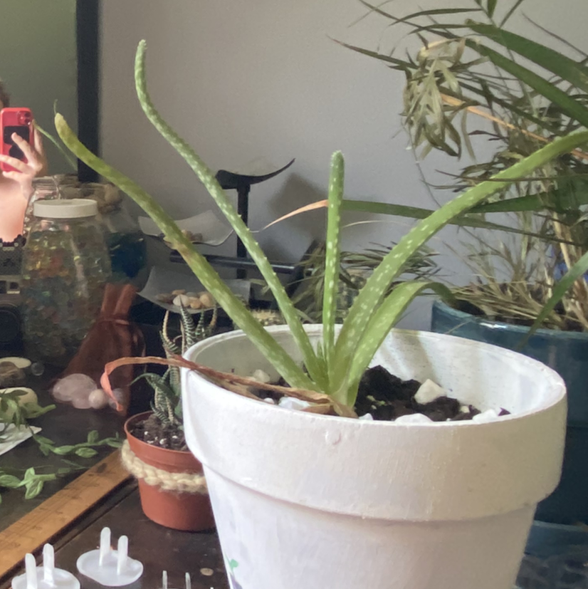 Aloe vera plant photo by @owenwist named Vennaa on Greg, the plant care app.
