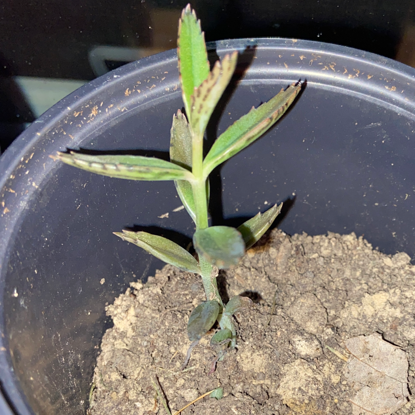 Mother of Millions plant photo by @owenwist named Mandy on Greg, the plant care app.