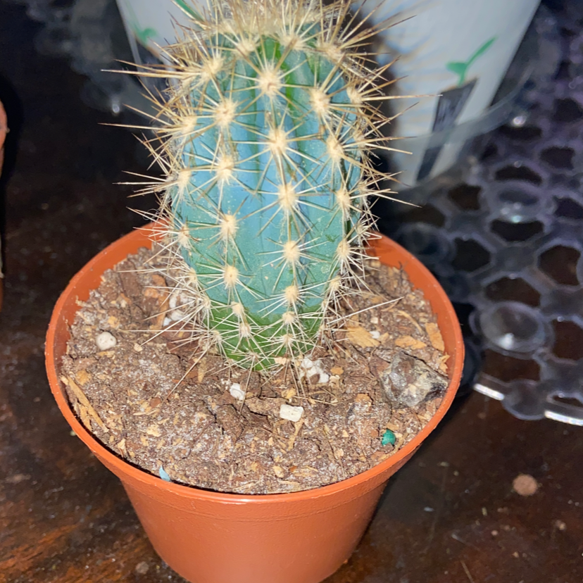 Golden Barrel Cactus plant photo by @owenwist named Tony on Greg, the plant care app.