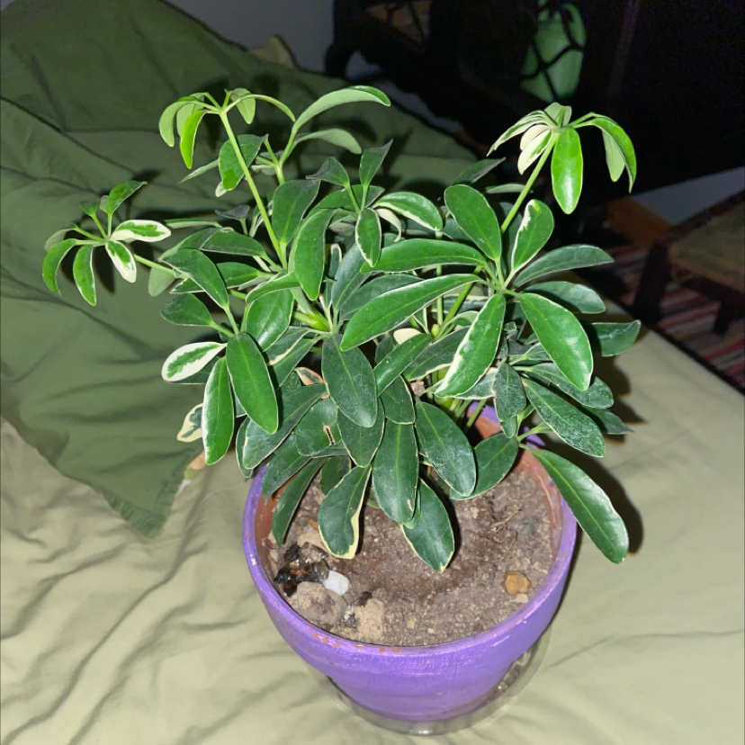 Dwarf Umbrella Tree plant photo by @owenwist named Uno on Greg, the plant care app.