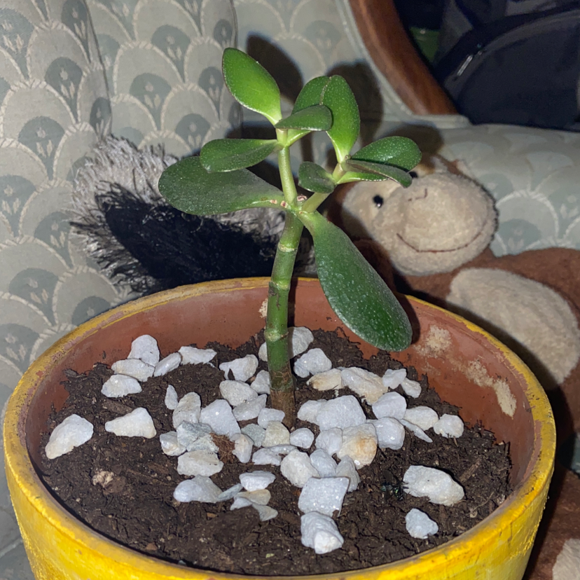 Lucky Plant plant photo by @owenwist named Jema on Greg, the plant care app.