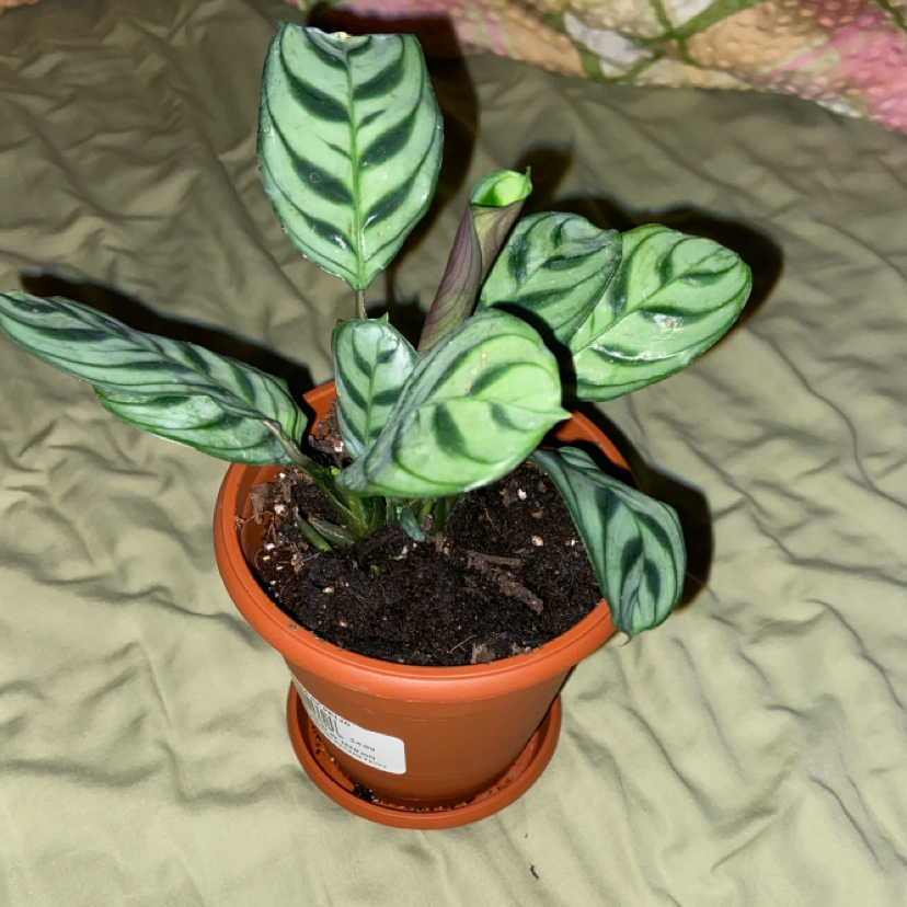 Fishbone Prayer Plant plant photo by @owenwist named Sonora on Greg, the plant care app.