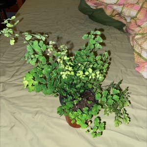 Delta Maidenhair Fern plant photo by @owenwist named Miley on Greg, the plant care app.