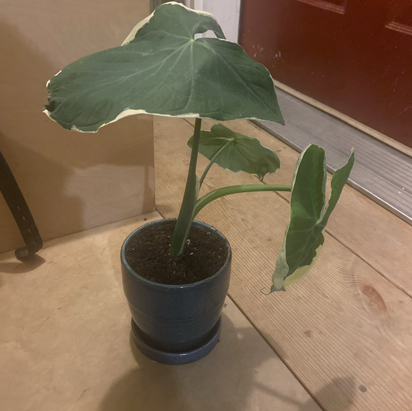 Mickey Mouse Taro plant photo by @owenwist named Mick on Greg, the plant care app.