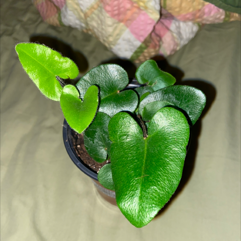 Golden Leather Fern with vibrant green, heart-shaped leaves in a small pot.