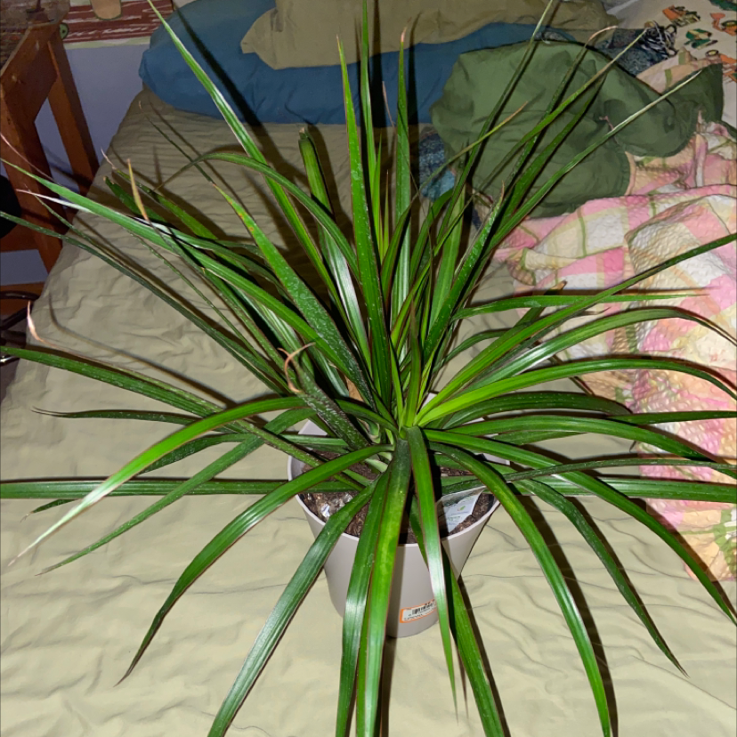 Song of India plant photo by @owenwist named Harper on Greg, the plant care app.