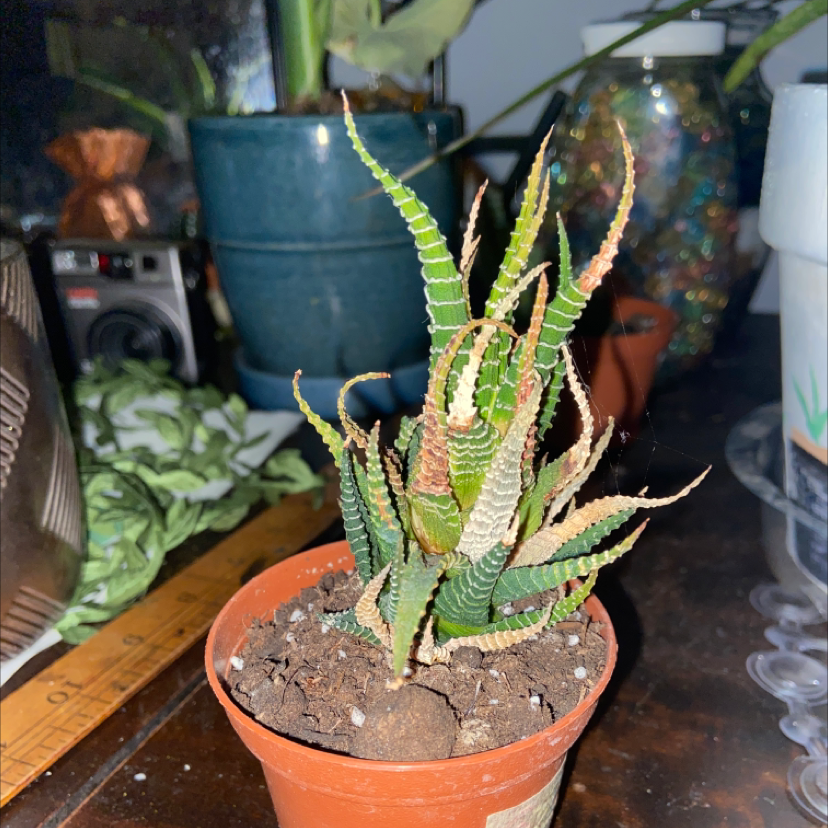 Zebra Plant plant photo by @owenwist named Gregory on Greg, the plant care app.