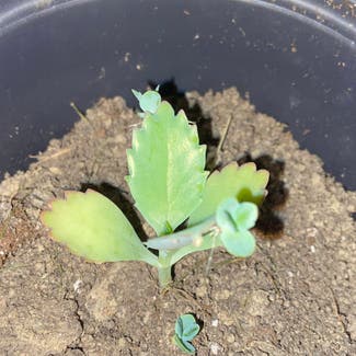 Mother of Thousands plant in Deposit, New York