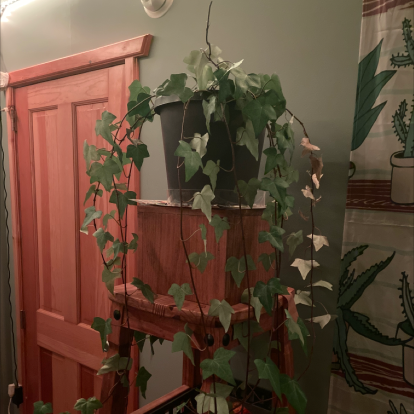 English Ivy plant photo by @owenwist named Lila on Greg, the plant care app.