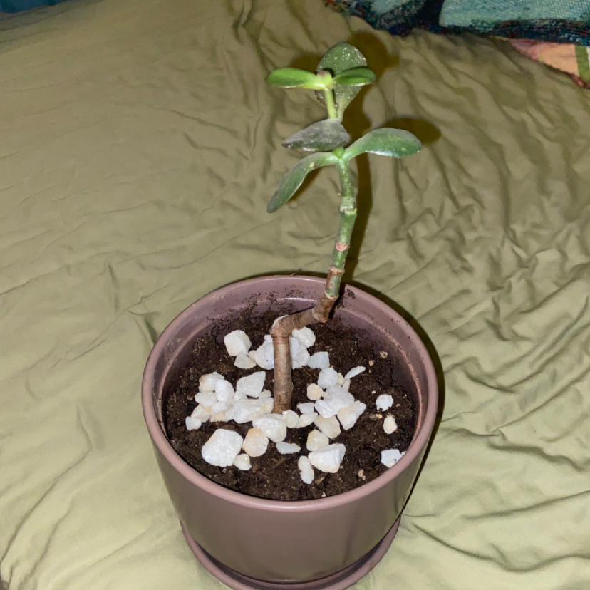 Lucky Plant plant photo by @owenwist named Jona on Greg, the plant care app.