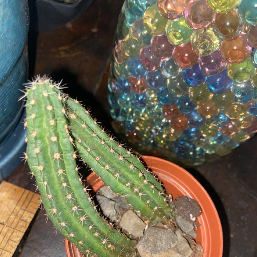Pleated Cereus plant photo by @owenwist named Ted on Greg, the plant care app.