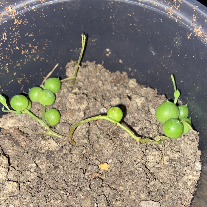 String of Pearls plant photo by @owenwist named Pearl on Greg, the plant care app.