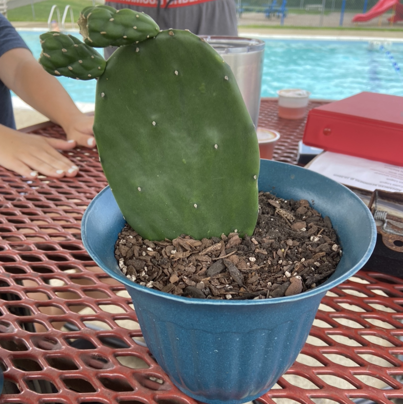 Barbary Fig plant photo by @owenwist named Remington on Greg, the plant care app.