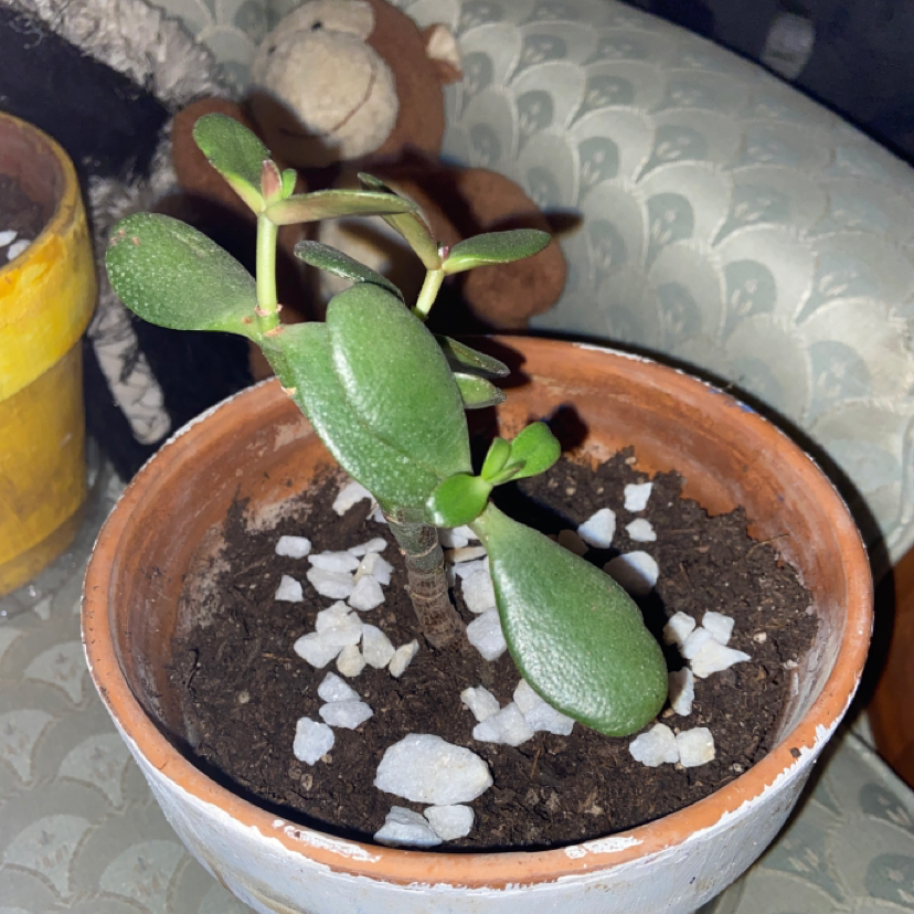 Lucky Plant plant photo by @owenwist named Jada on Greg, the plant care app.