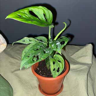 Window Leaf plant in Deposit, New York