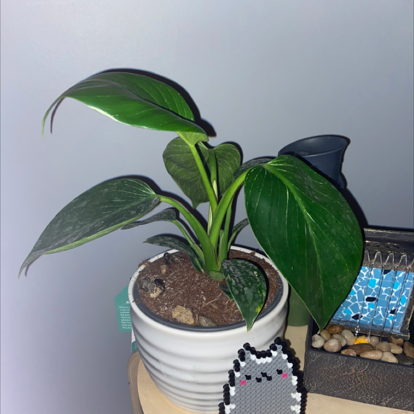 Philodendron Birkin plant photo by @owenwist named Khaleesi on Greg, the plant care app.