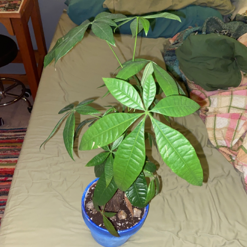 Money Tree plant photo by @owenwist named Bruce on Greg, the plant care app.