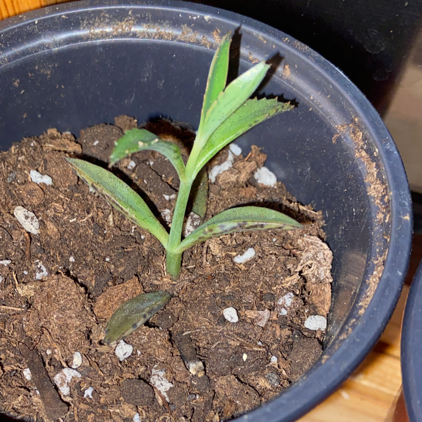 Mother of Millions plant photo by @owenwist named Monica on Greg, the plant care app.