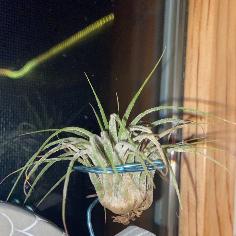 Blushing Bride Air Plant plant photo by @owenwist named Ari on Greg, the plant care app.