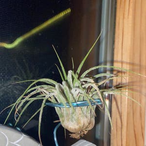 Air Plant plant photo by Owenwist named Ari on Greg, the plant care app.