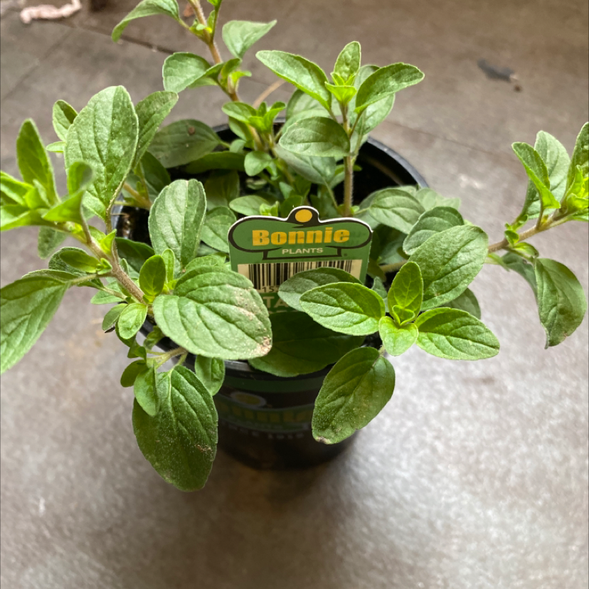 Healthy, thriving oregano plant in a small black nursery pot with vibrant green leaves and no signs of disease or discoloration.